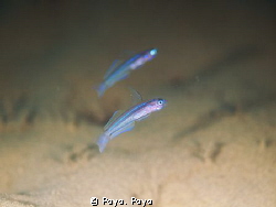 Blue Ribbon Gobies by Poyo. Poyo 